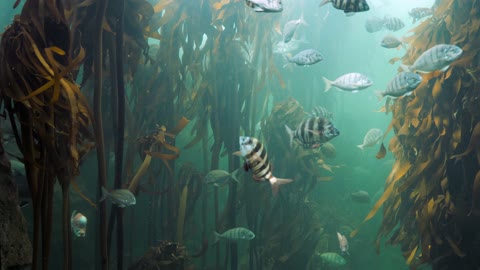 Fishes Hiding On Aquatic Plants, looking so cool