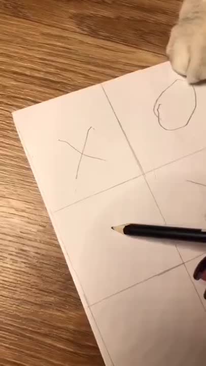 Funny Cute Cat Gaming