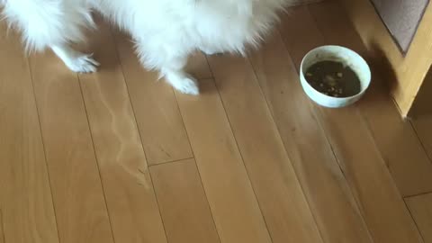 A puppy greedy for food