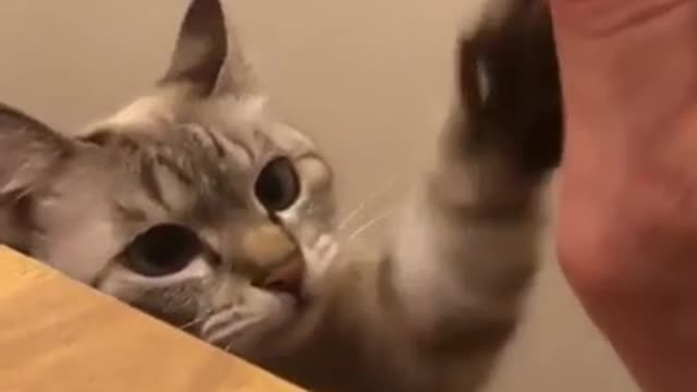 The cat seems to understand the owner's point, so he high-fives the idea