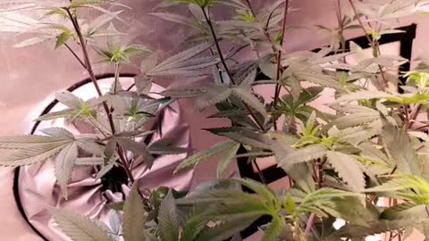 Week 1 of flower