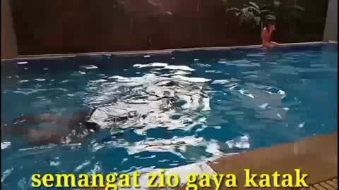 #berenang,#funy cat,#bocil berenang,