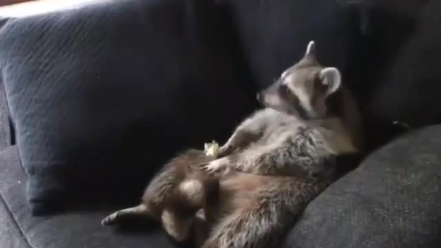 How did he do it? Raccoon