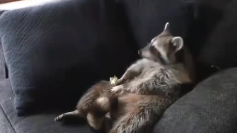 How did he do it? Raccoon