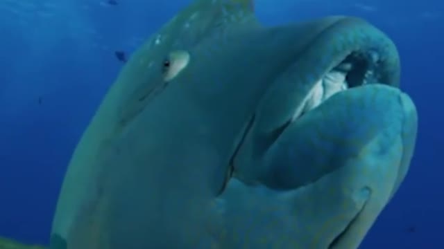 Look what this is! Why do you turn your eyes and stare!