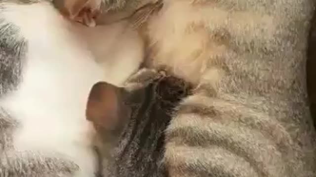 Cat breastfeeding