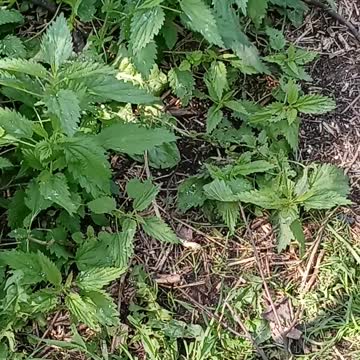 Nettles warning and identifications