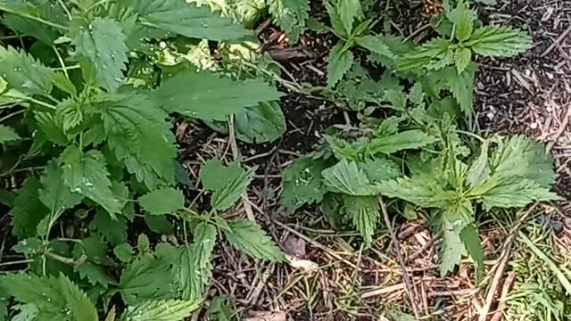 Nettles warning and identifications