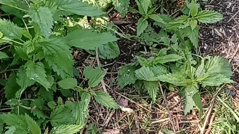 Nettles warning and identifications