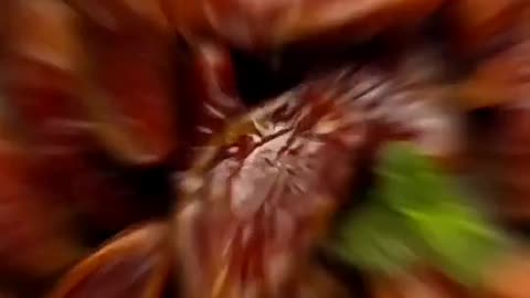 INFO Video