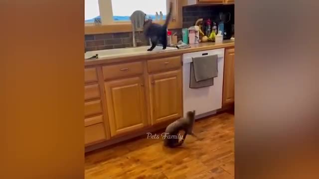 Funniest Animals 2022 😂 Funniest Cats and Dogs Part 25 | Pets Family