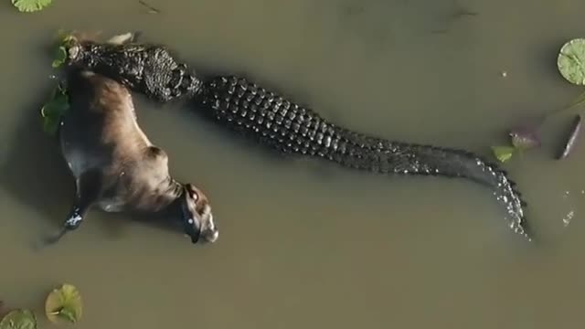 Saltwater crocodile with a carcass majestically swimming