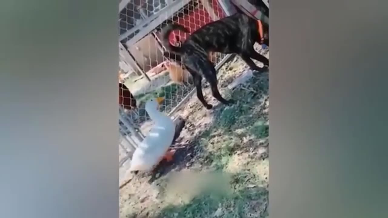 Funniest Animals 2023 😂 New Funny Cats and Dogs Videos 😻🐶 Part 28