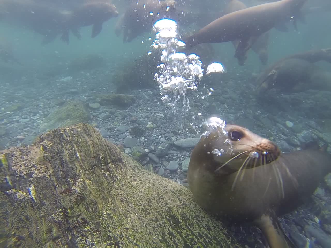 Sea Lions Bark Underwater Too