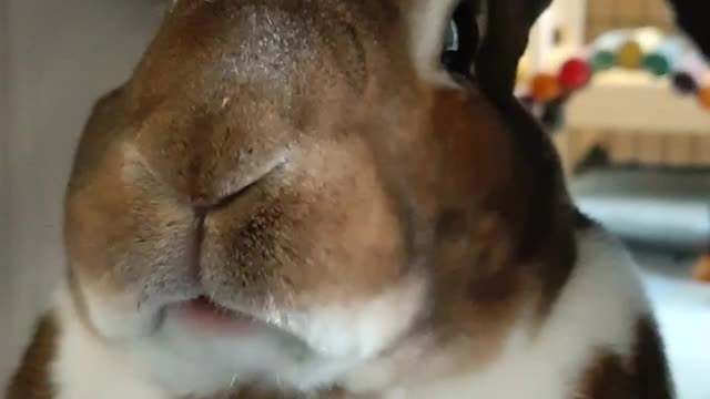Dinner Time
