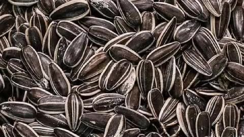 Sunflowerseeds Benefits in Winters...