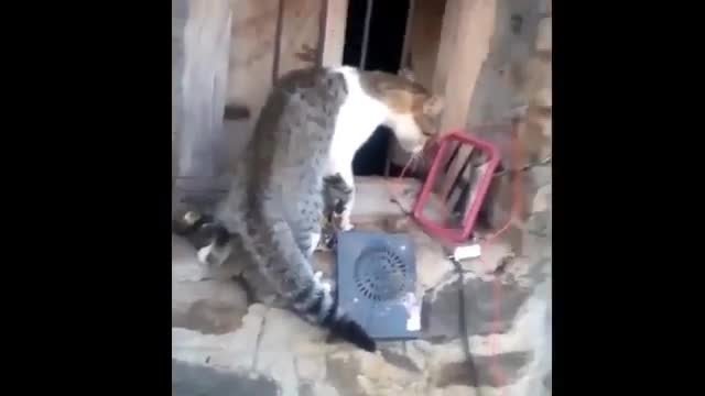 Funny animal videos compilations, very funny