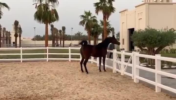 The beautiful arabic horse in morocco