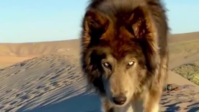 Dogs play with their owners