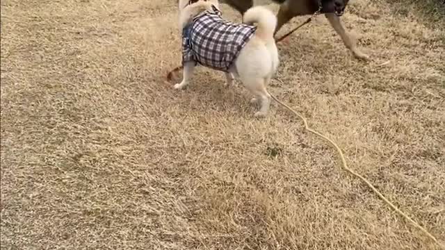 Funniest Dog Fighting And Playing Funny Videos That Will Make You Laugh Funny Dogs Videos