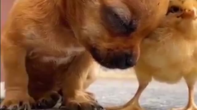 Best friends dog & chicken#dog