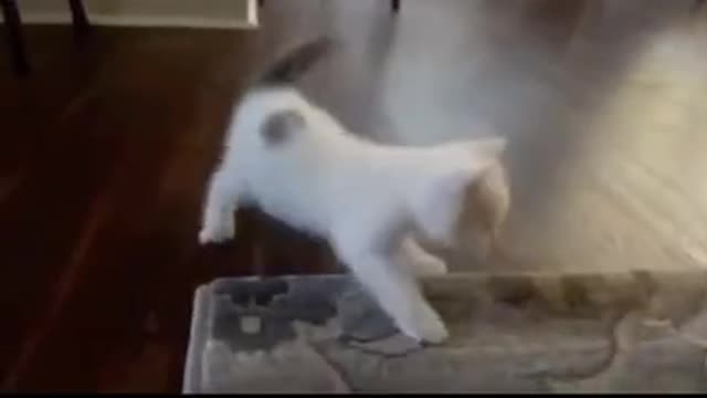 Cat dancing #funny