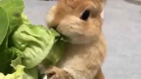 Cute Rabbit eating a Food || Funny