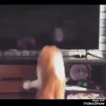 funny videos to brighten your day smiling is good