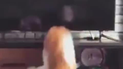 funny videos to brighten your day smiling is good
