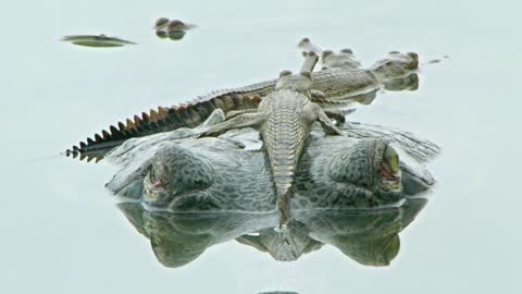 Beautiful animal friendship