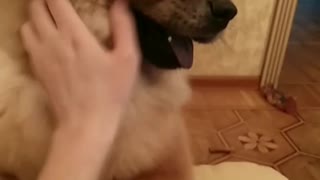 Playful floof