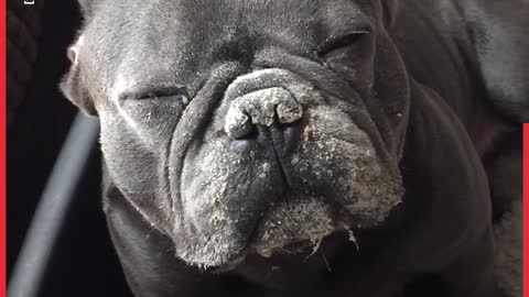 Caught Out- Guilty Dogs