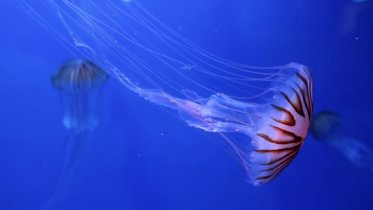 Jelly Fish On Display As Attraction Inside An Aquarium