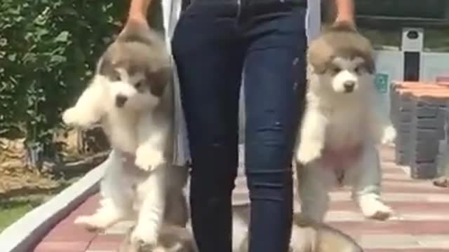 Alaskan malamutes running and playing