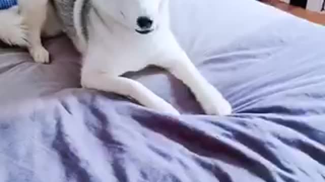 Husky Skaya Plays Truth Or Dare With Play Buttons