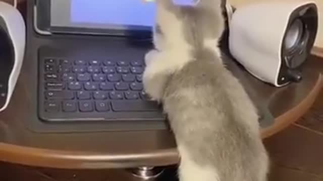🤣🤣TRY NOT TO LAUGH Funny Videos