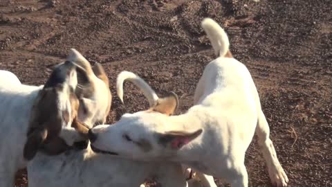 Street Dogs And puppies playing chasing each other