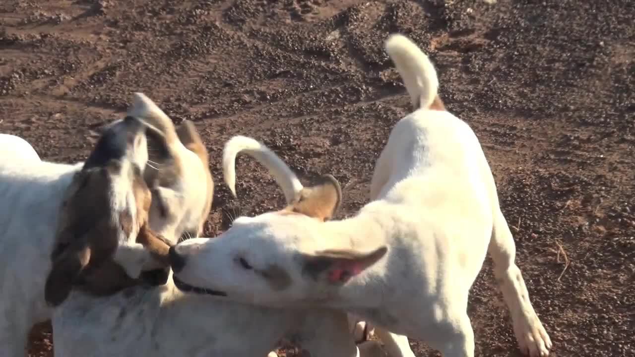 Street Dogs And puppies playing chasing each other