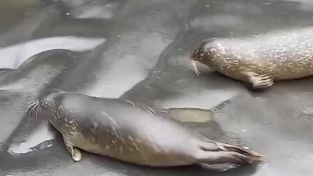 Giant Otter having an altercation with Kiwi & galumphing away after her weekly Weigh