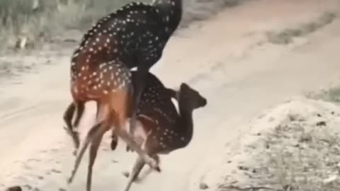 Deer mating.