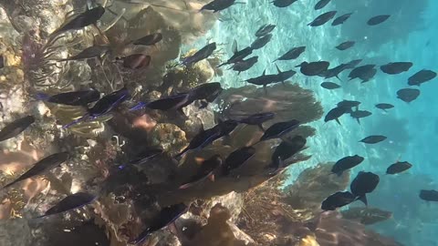 Belize Snorkeling - Chasing Fish