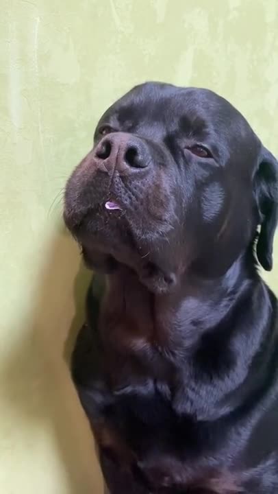 Come on, show me what you stole! 🐶