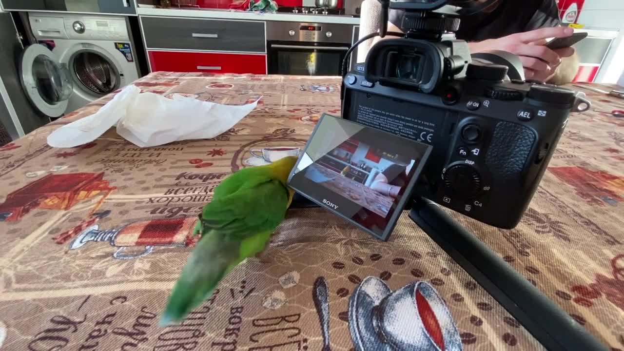 HOW TO TRAIN YOUR PARROT STEP BY STEP :)