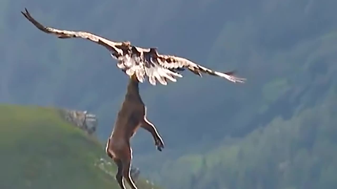 EAGAL CAUTH THE DEER AND FLY,MUST WATCH,VIRAL,TRENDIND ,MILLION VIEWS,