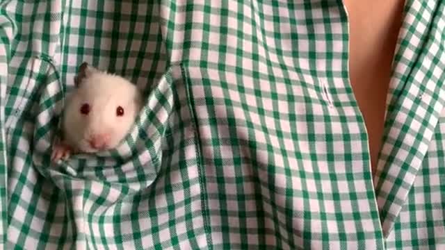 A Mouse in the Breast Pocket of a Shirt