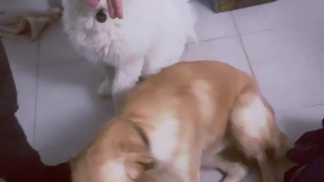 Woman with two dogs in kitchen points at them, one dog lies down