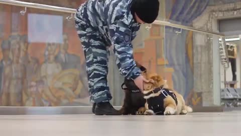 Police dog with the shortest legs, super cute