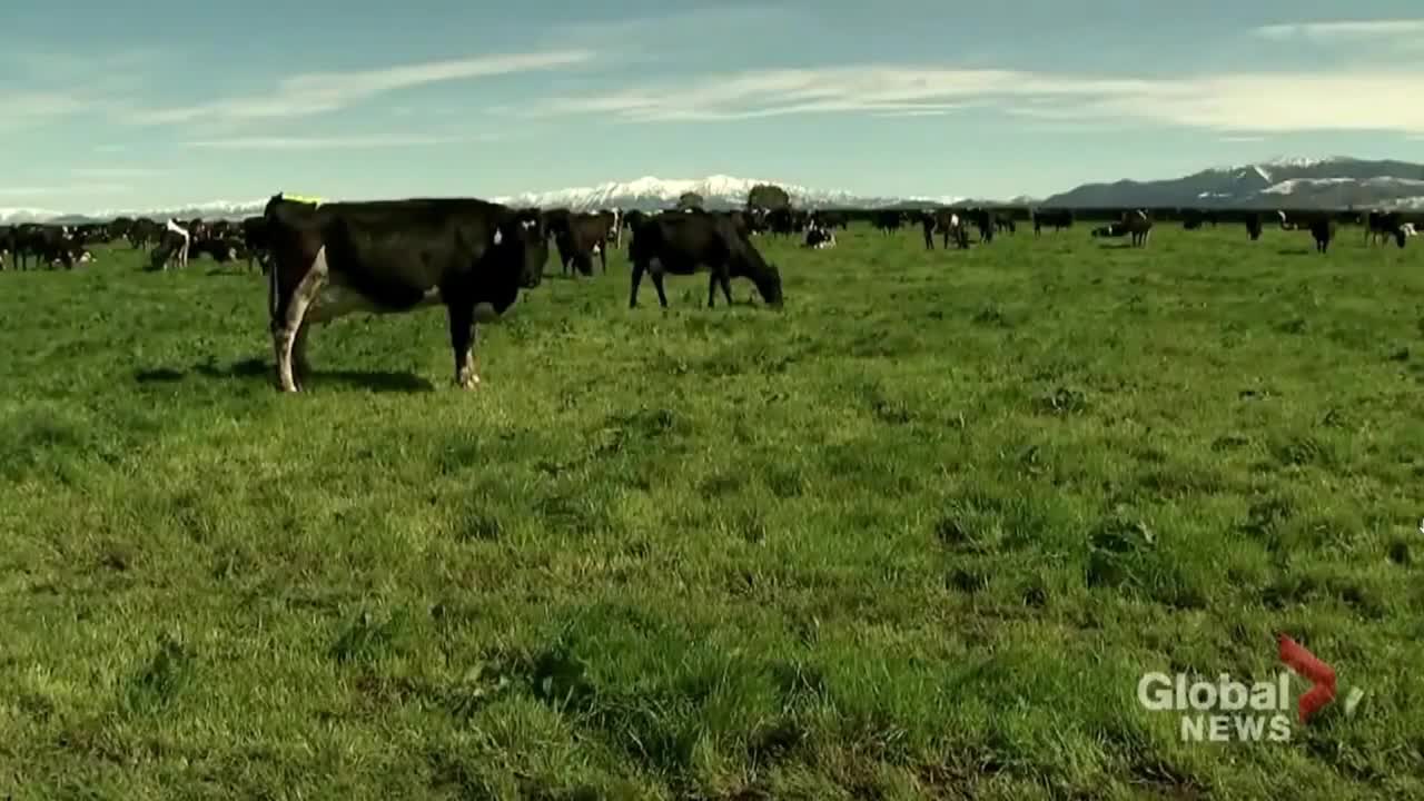 NEW ZEALAND: Plans to Tax Livestock Owners for Burps and Farts