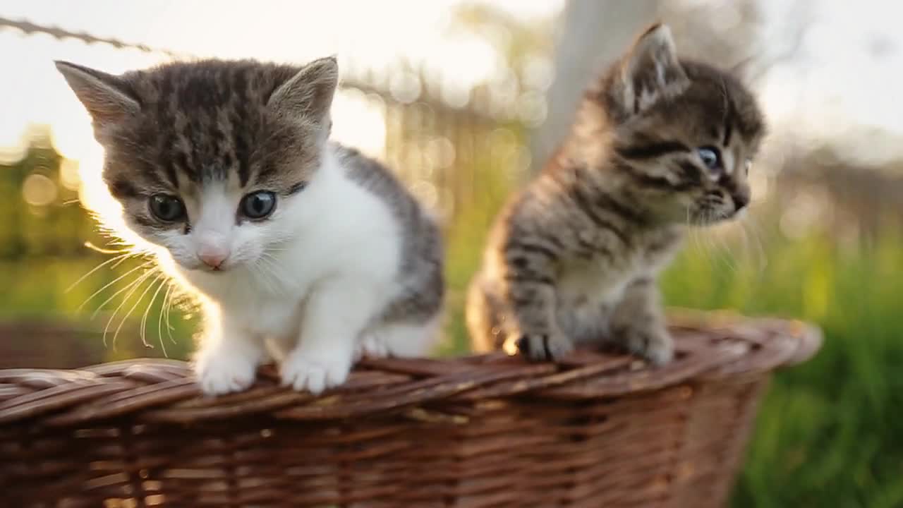 Two funny kittens trying to jump from basket