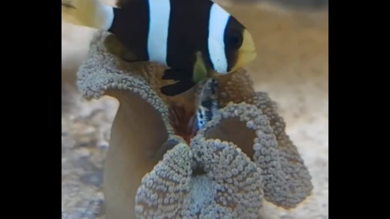 Clownfish is feeding his anemone 😱